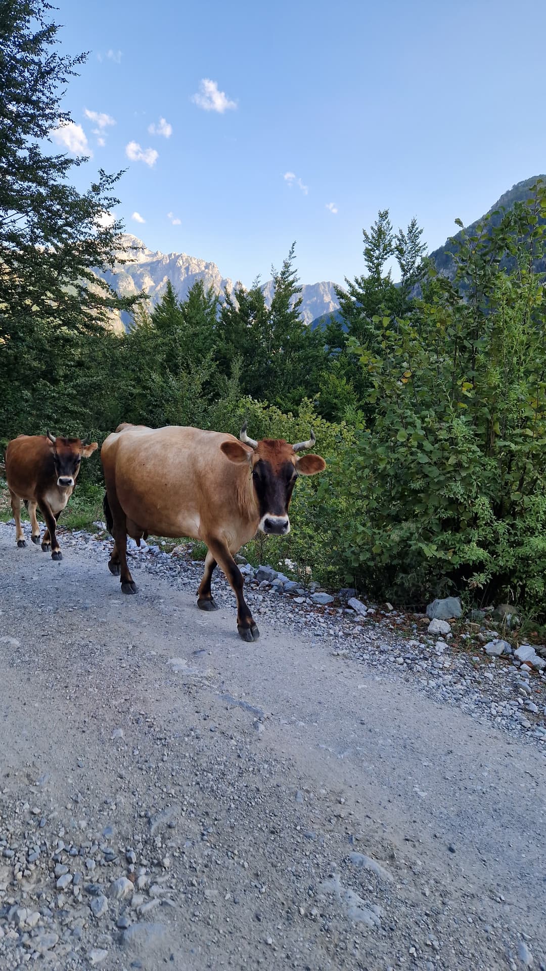 Cows on the trail in Theth.