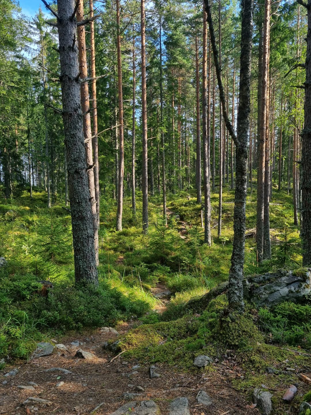 Small path running through the woods.