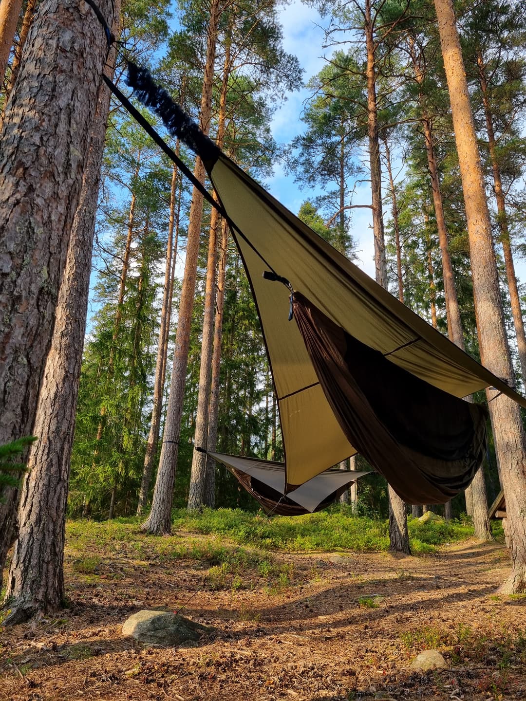 Two hammocks with tarps above them setup on large trees.