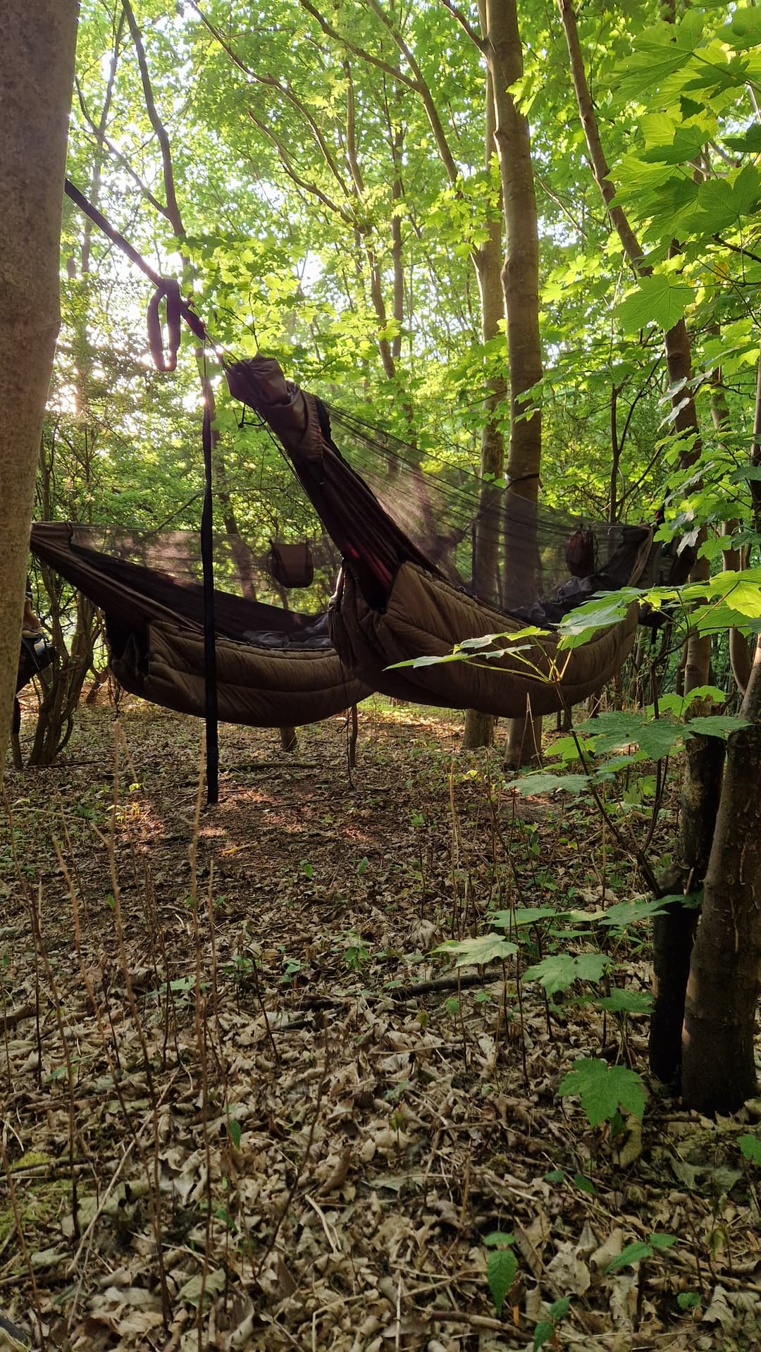 Hammocks setup in forest.