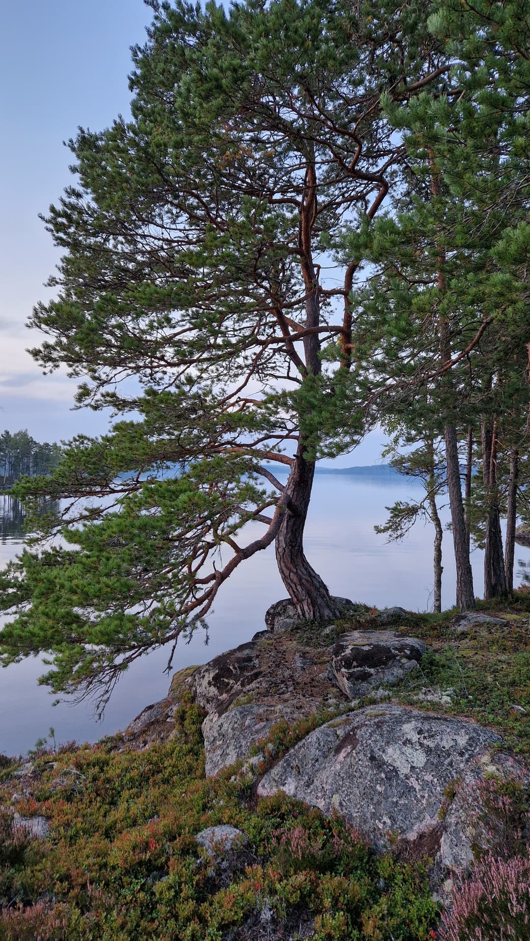 Majestic tree standing in the mist of the lake.