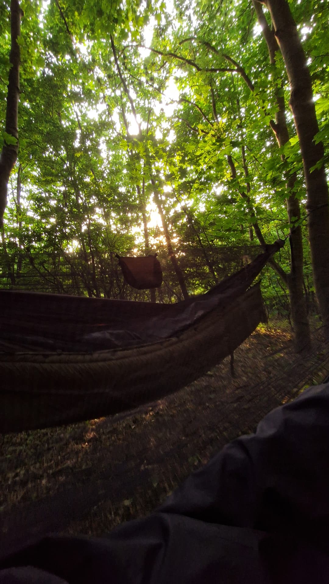 View from hammock into forest.