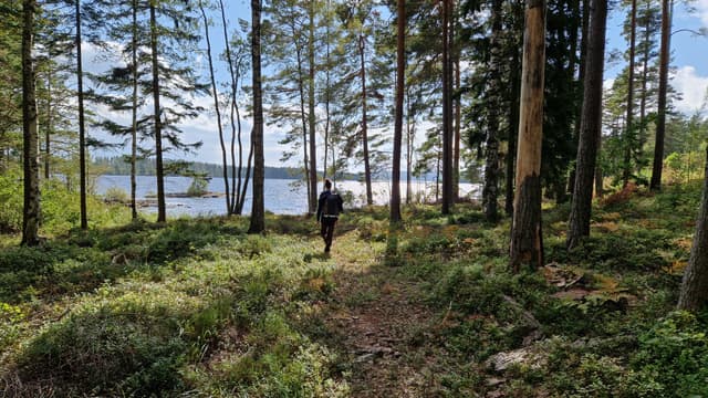 Person with a backpack walking in a forest towards a lake.