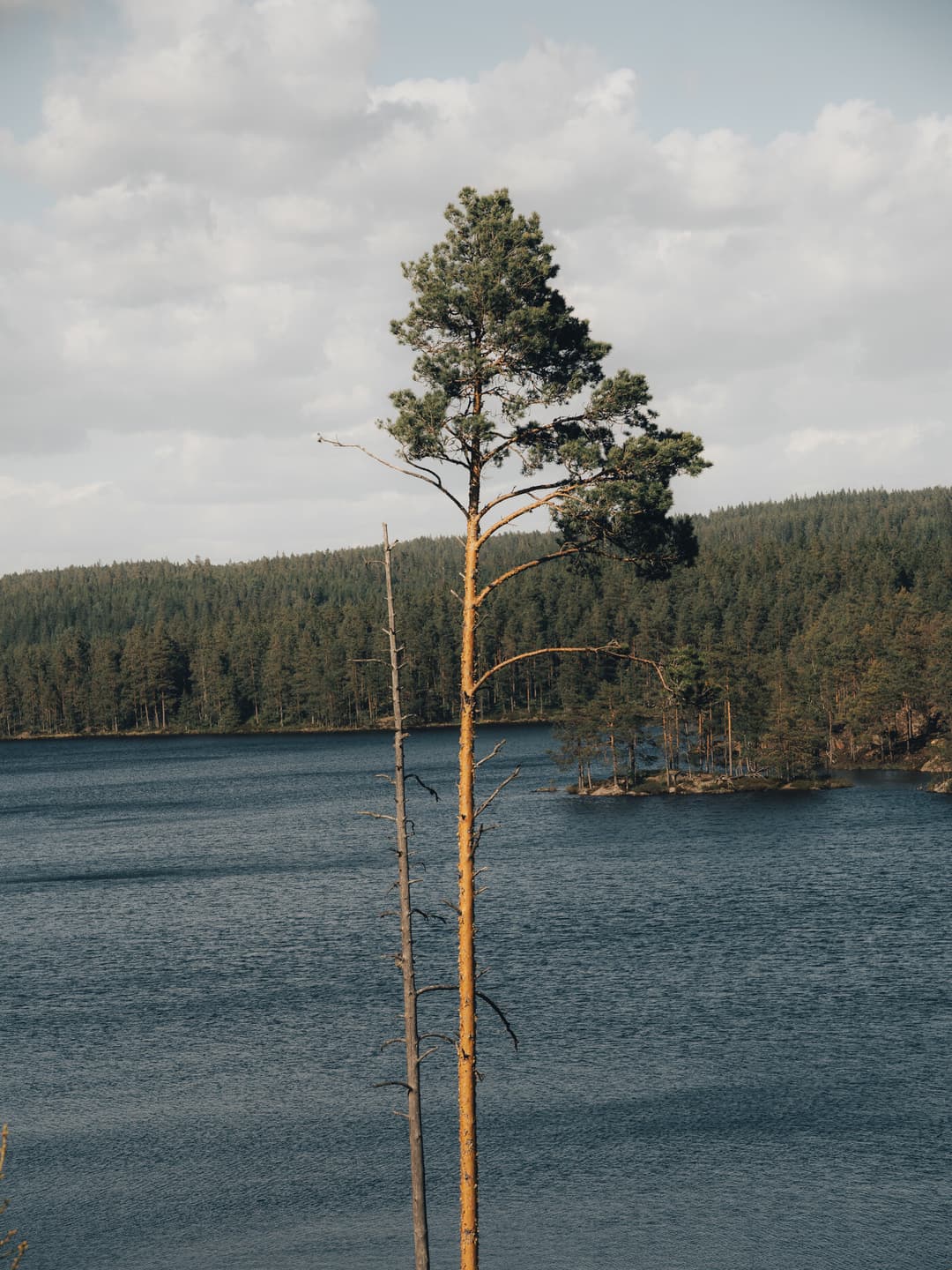 Tall pine tree with a Glaskogen lake in the background. Tall pine tree with a Glaskogen lake in the background.